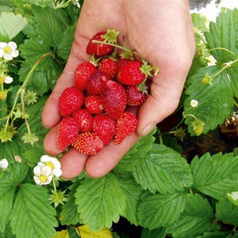 Strawberry Regina Seeds – Alpine Variety with Sweet, Large Fruits for Pots, Containers, and Garden Borders