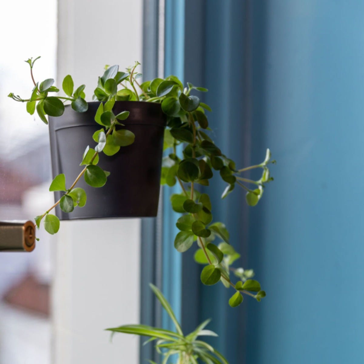 Window Flower Pot with Suction Cups Small Size – Elevated Base for Drainage 