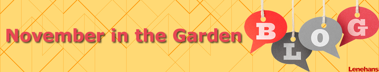 November in the Garden