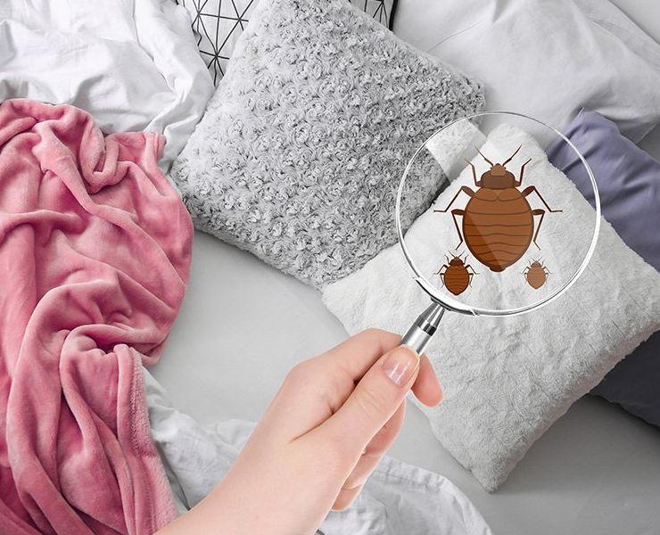 Dealing with Bed Bugs In Ireland