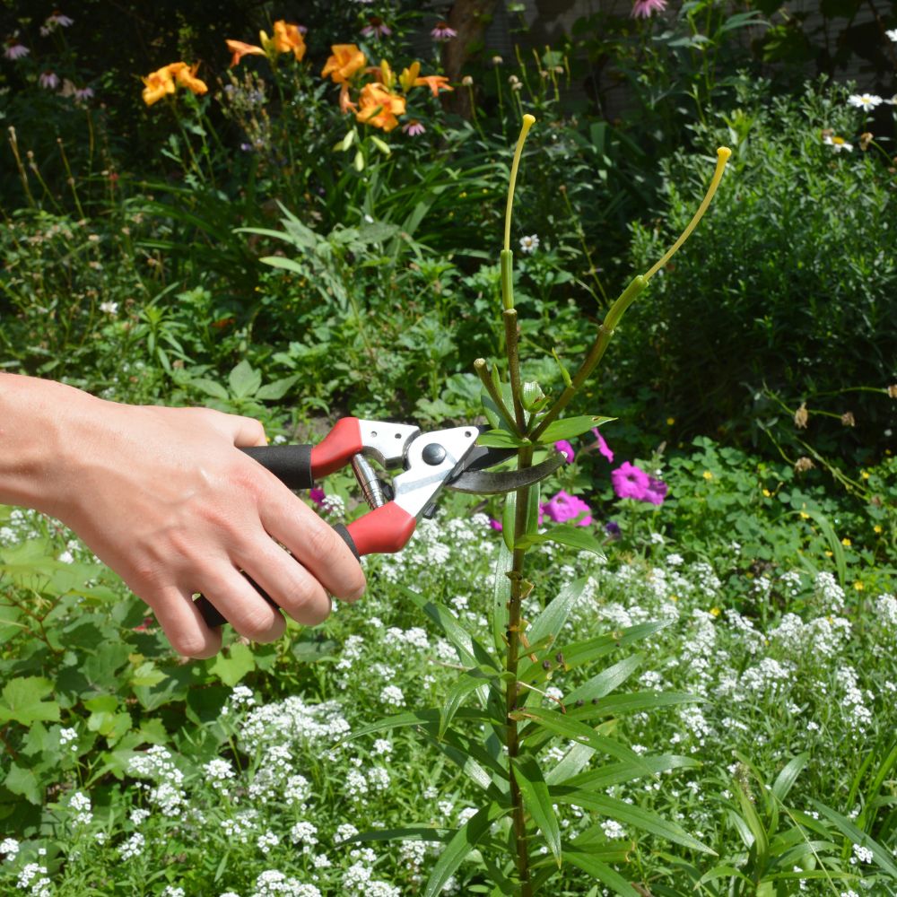 August in the Garden 