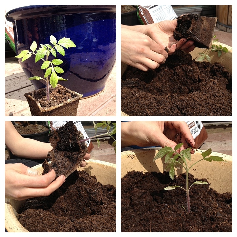 Transplanting