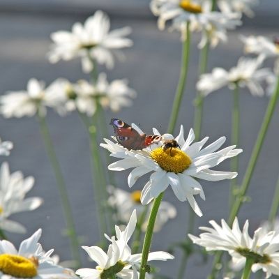 How do you make a Bee and Butterfly Friendly Garden?