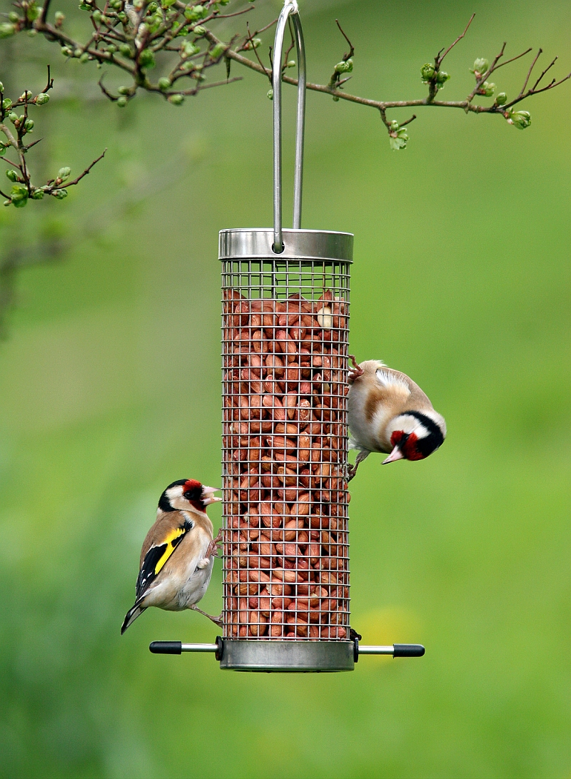 Wild Birds