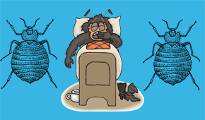 Bed Bugs In Ireland