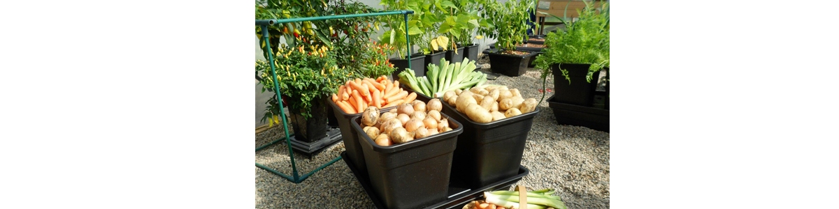 Baskets of freshly cropped veg