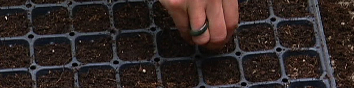 Sow Bedding Plants