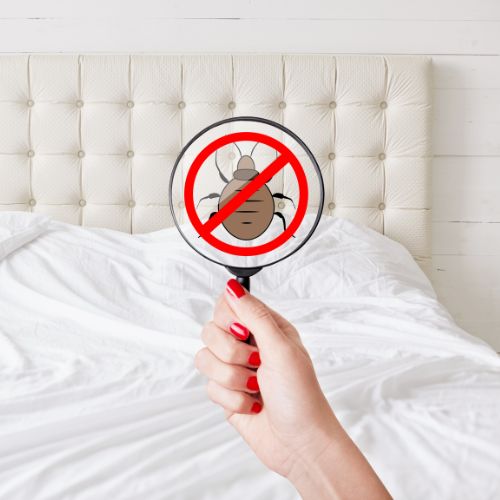 Dealing with Bed Bugs In Ireland