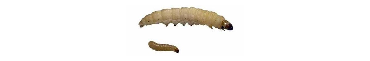 Moth Larvae