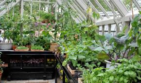 Greenhouse Gardening - March