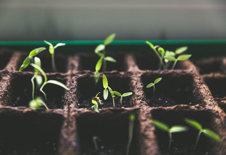How to Sow Seeds Indoor
