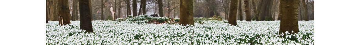Snowdrops in the forest