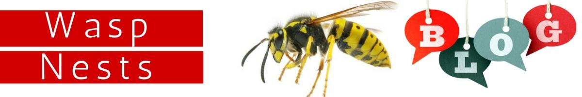 Wasp Nest Blog